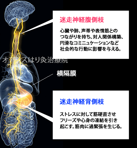 【インスタ画像】 迷走 神経 反射 腹痛 最新画像・動画まとめ #786