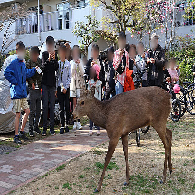 【2026年最新】「可愛い」の裏に潜むリスク。奈良公園の鹿に触れてはならない本当の理由と新たな規制
