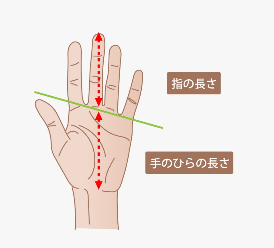 指の長さで性格と才能が判明？人差し指と薬指の比率が暴く科学的真実